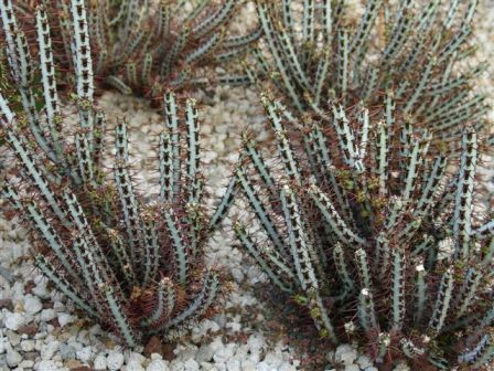 Euphorbia_Gurunginosa